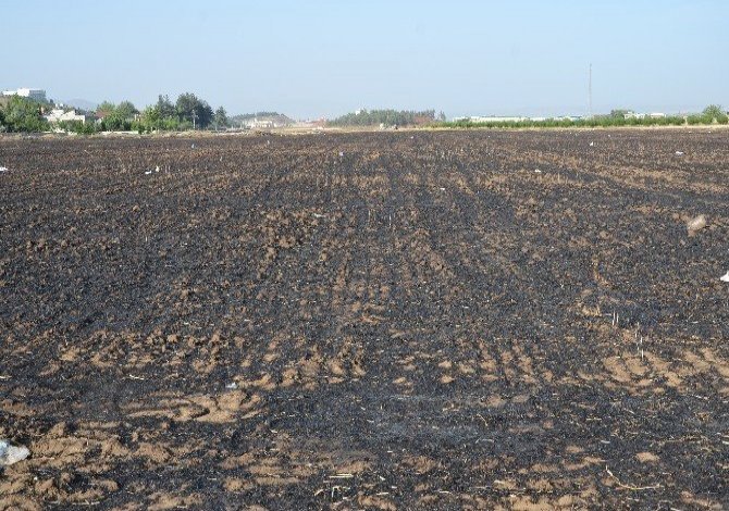 100 Dönüm Buğday Tarlası Kül Oldu