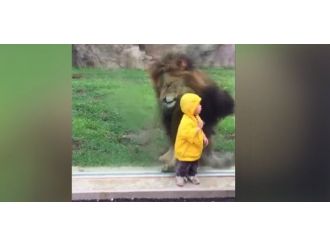 2 yaşındaki çocuğa saldırmak isteyen aslan cama takıldı