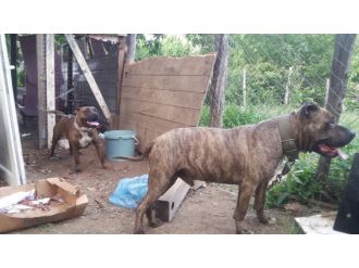 Erkek pitbulu zehirlediler, hamile eşini çalıp kaçırdılar