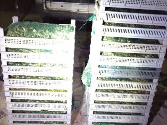 Elazığ’da 500 kilo kurbağa ele geçirildi