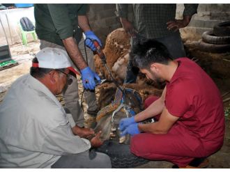 Şampiyon devenin dişlerine kanal tedavisi yapıldı