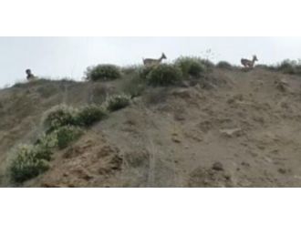 Çocuklar keçiler için canlarını hiçe saydılar