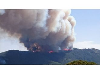 İzmir’de orman yangını