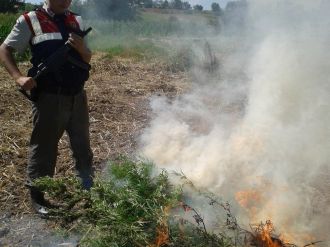 Ayçiçeği tarlasında 110 bin kök Hint keneviri