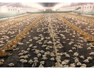 Havlandırma bozuldu, 28 bin tavuk telef oldu