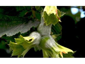 Fındığa küllenme tehdidi