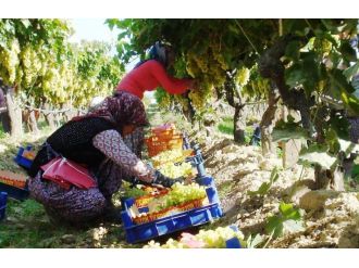 Amonyum nitratlı gübre yerine azotlu gübre