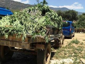 Jandarma bile şaşırdı: Boyları 3 metreye ulaşıyor