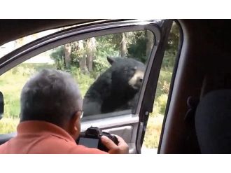 Ayı bir anda kapıyı açınca...