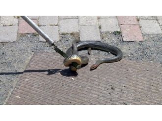 Şehir merkezinde yılan paniği