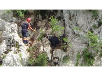 "Kara Kız" 14 gün mahsur kaldığı uçurumdan kurtarıldı
