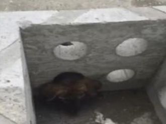 Yaramaz köpek kafasını öyle bir yere sıkıştırdı ki