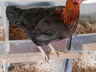 Tavuk, hindi ve yumurta üretimi düştü