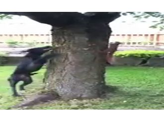 Sincap köpeği böyle çıldırttı