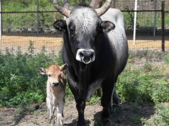 İlk kopya ineklerin torunları oldu