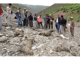 Hakkari’de sel: 800 hayvan telef oldu