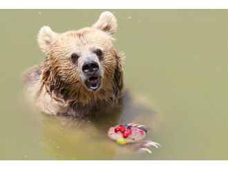 Aşırı sıcaklar hayvanları da etkiledi