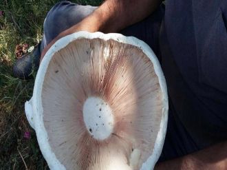 Ormanlık alanda bulundu: Görenler şaşkına döndü