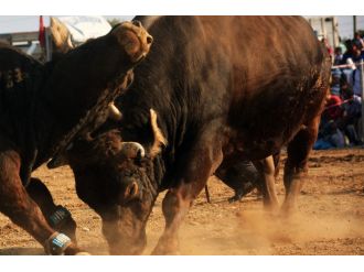 Boğanın saldırdığı adam öldü