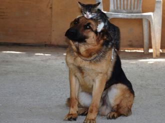 Kedi ile köpeğin örnek dostluğu