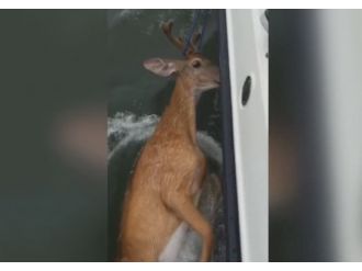 Okyanustan köpek balığı yerine geyik çıktı