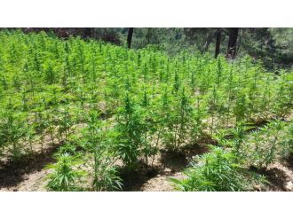 Lüleburgaz’da 117 bin 700 kök Hint keneviri ele geçirildi