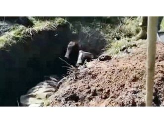 Diri diri gömdüler