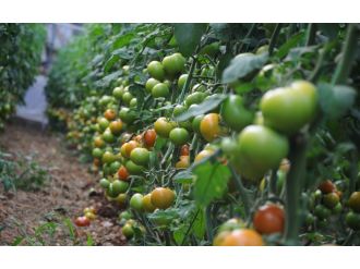 Arap ülkeleri çiftçinin yüzünü güldürdü