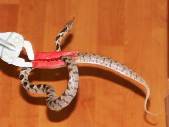 Evinin içine giren zehirli yılanı itfaiye ekipleri çıkardı