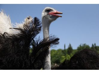 "Kırmızı et açığının kapatılmasına katkıda bulunabilir"