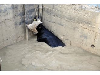 Havuza düşen ineği itfaiye ekipleri kurtardı