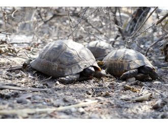 Yangından geriye acı kaldı