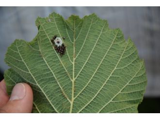 Fındıkta ’yeşil kokarca’ uyarısı