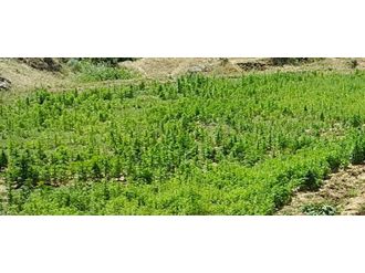 Lice’de kenevir rekoru: tam 11 milyarlık...