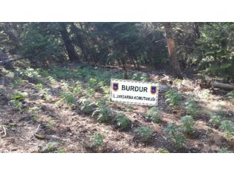 Burdur’da 20 bin kök Hint keneviri ele geçirildi