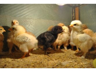 Buzdolabını kuluçka makinesine çevirdi