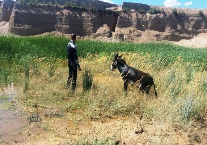 Bataklığa saplanan eşeği dalgıçlar kurtardı