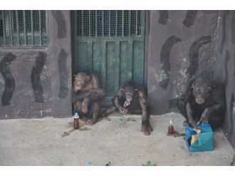 Hayvanat bahçesi sakinlerine bayram hediyesi