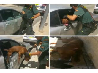 Sıcağın altındaki araçta ölüme terk edilen köpeği polis kurtardı