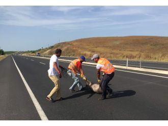 Tekirdağ’da sürücüleri tedirgin eden görüntü
