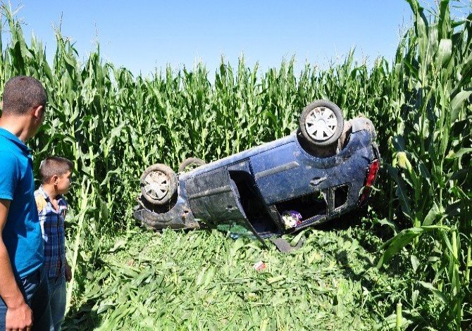 Otomobil, Mısır Tarlasına Uçtu