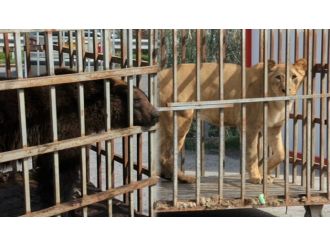İstanbul’da AVM bahçesinde ayı ve aslan bulundu