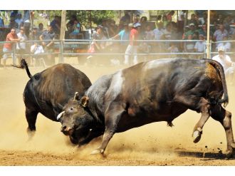 Boğalar arenaya sığmadı