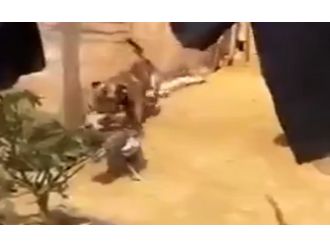 Tavuklar birbirine girdi, köpek de gerginlikten nasibini aldı