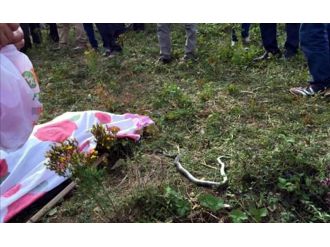 Üzerine bastığı yılan sokunca öldü