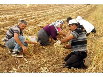’Beyaz altın’ hasadı başladı