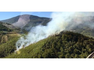 Alanya’da orman yangını