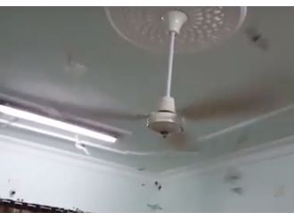 Evi yarasalar bastı