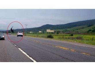 Cipin çarptığı geyik metrelerce havaya uçtu