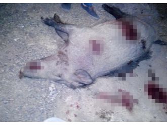 Top oynayan gençlere domuz saldırdı